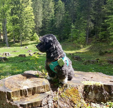 Hund mit GPS Ortungsgerät