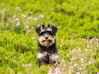 Perro pequeño en un campo con flores
