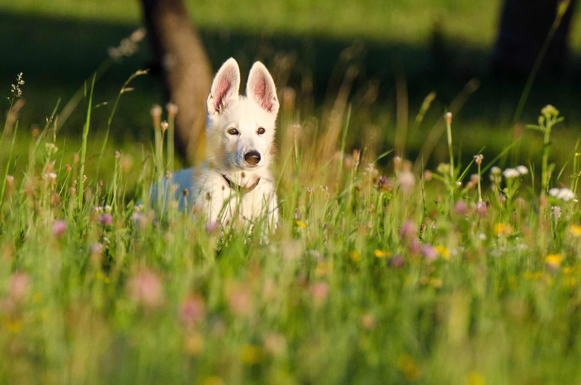 white dog in field of flowers