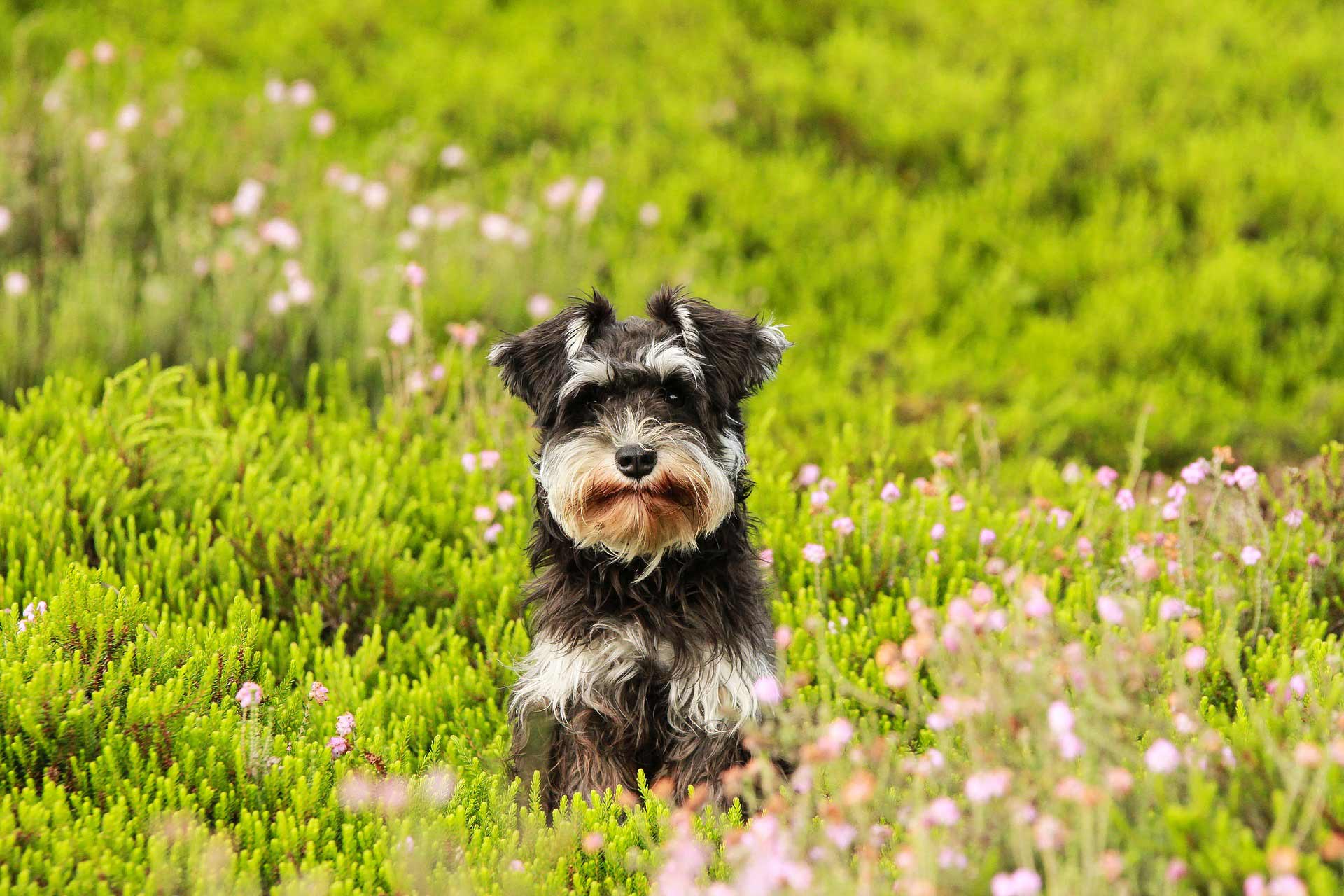 Allergia ai pollini nei cani: sintomi e trattamenti