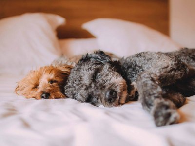 two dogs sleeping in bed on white sheets