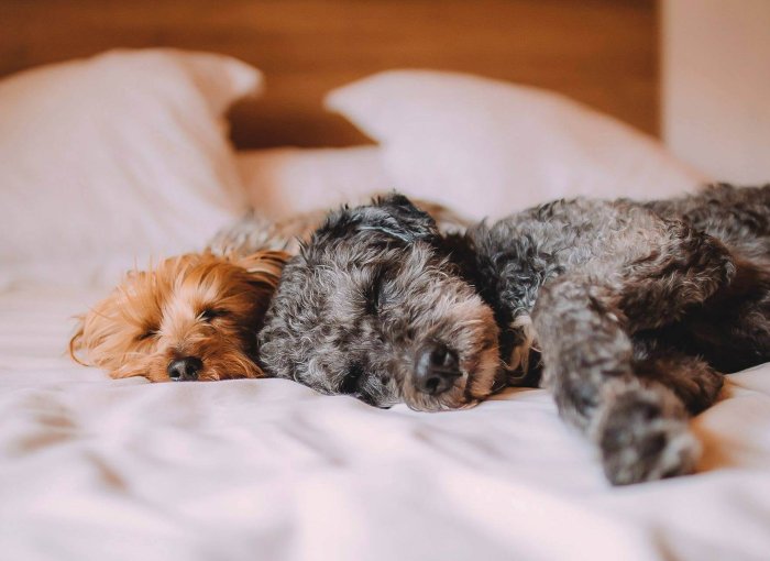 een bruine hond en een zwarte hond slapen samen in een bed