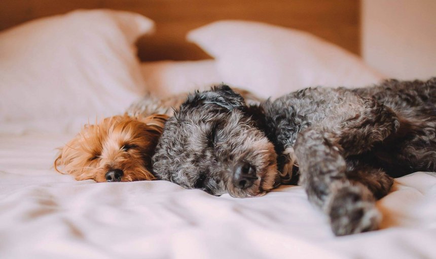 Zwei Hunde schlafen im Bett