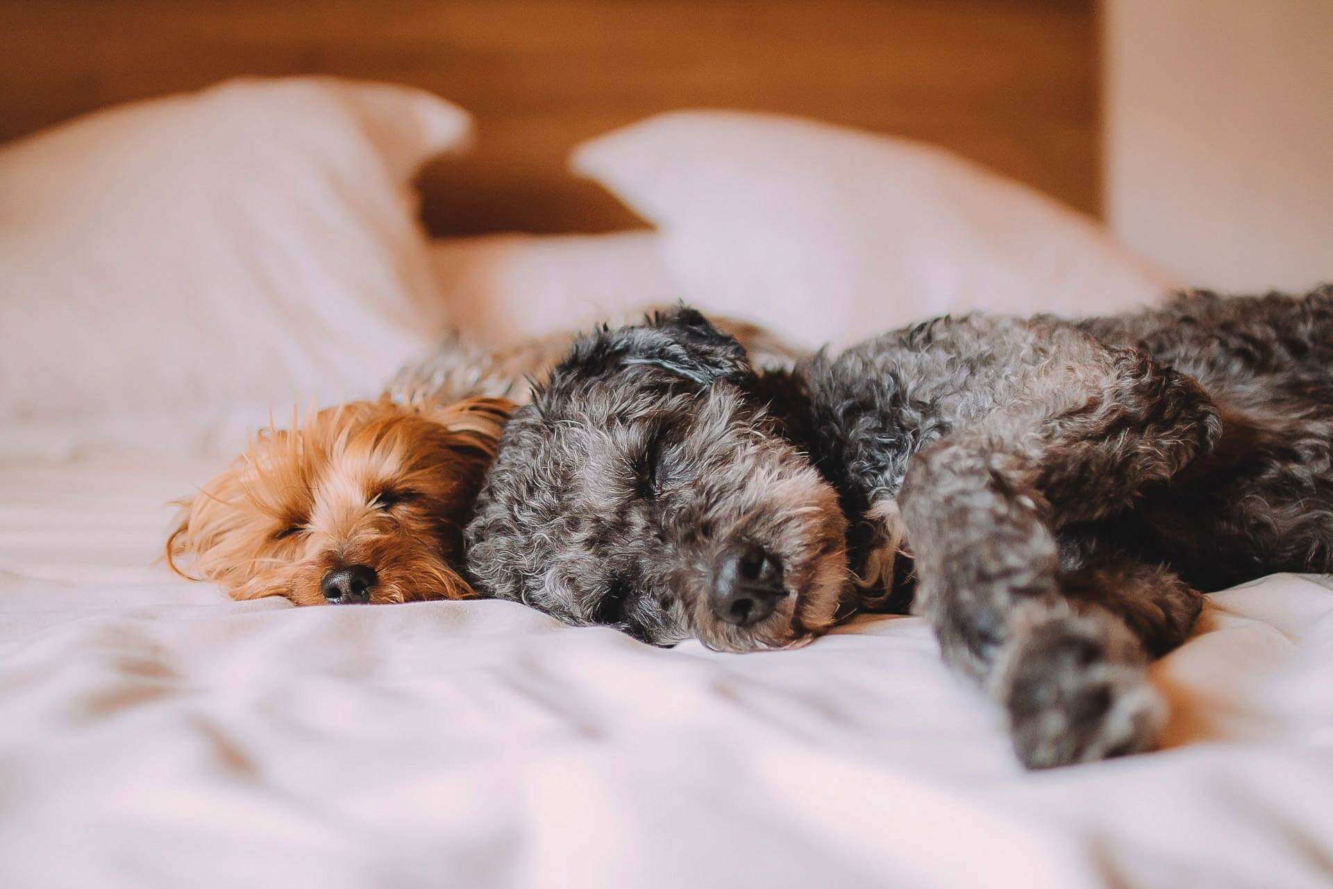 Slaap je met je hond in bed Ontdek de voor en nadelen Tractive