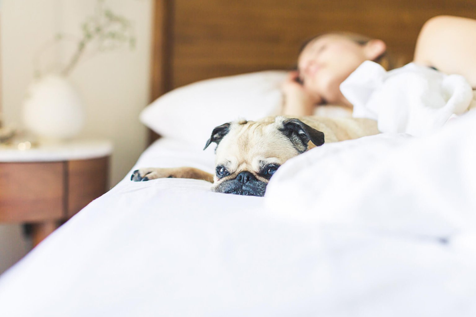 9 Dog Sleeping Positions and Behaviors: What They Mean - Tractive