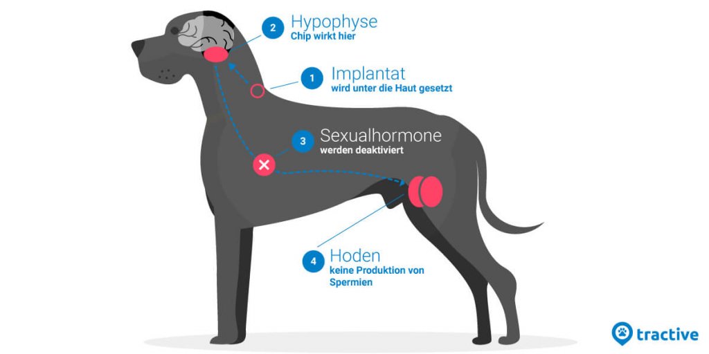 Kastrationschip für den Hund Das musst du wissen Tractive