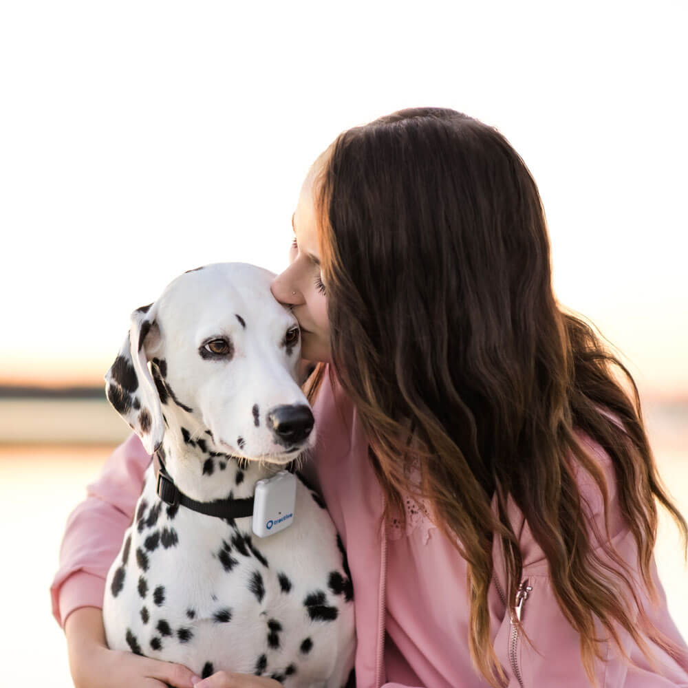 Hund mit Mensch