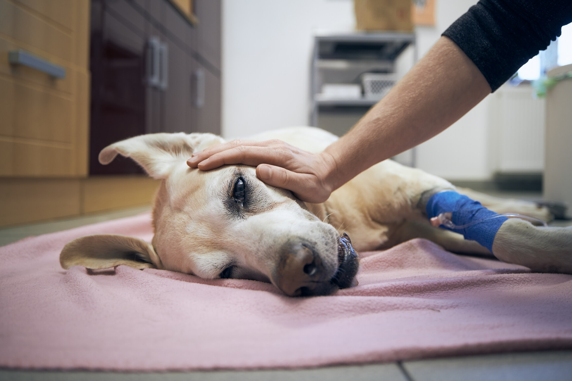 A man caring for a sick dog