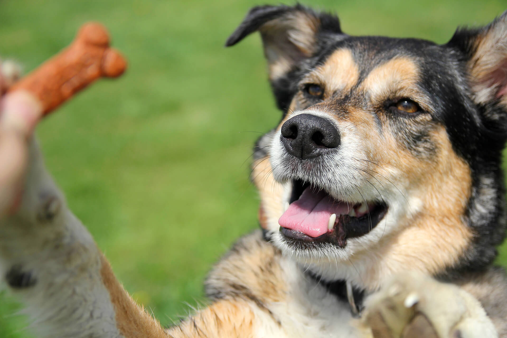 Can you teach an old dog new tricks: Here's how! | Tractive