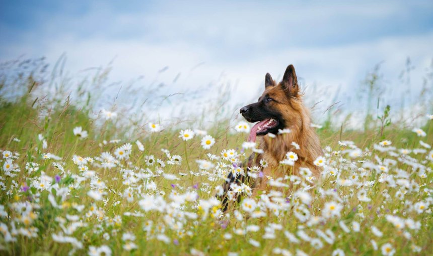 Schwarz-brauner Hund steht in hohem Gras mit Blumen