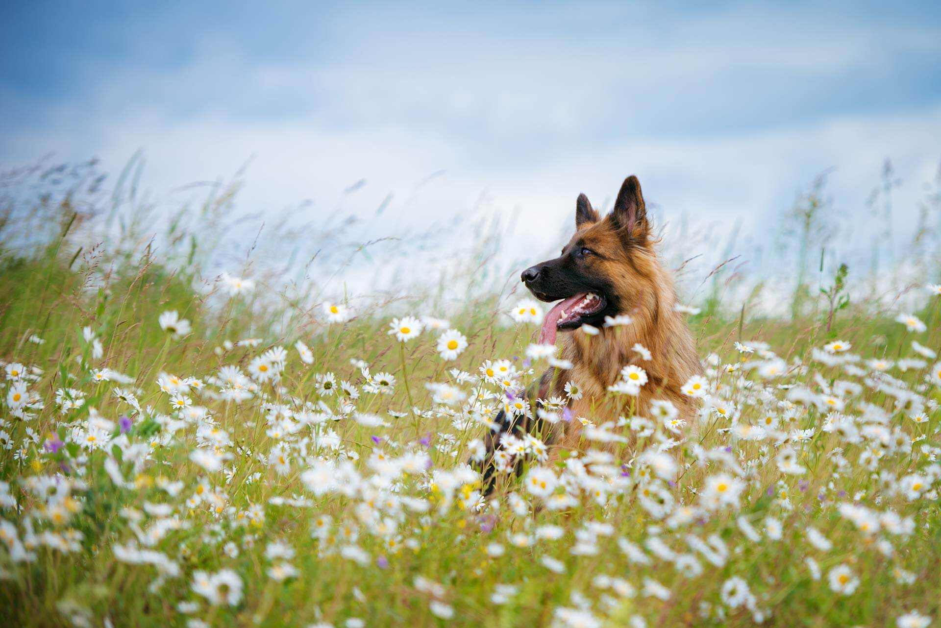 Schwarz-brauner Hund steht in hohem Gras mit Blumen
