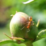 A red ant sitting on a flower bud