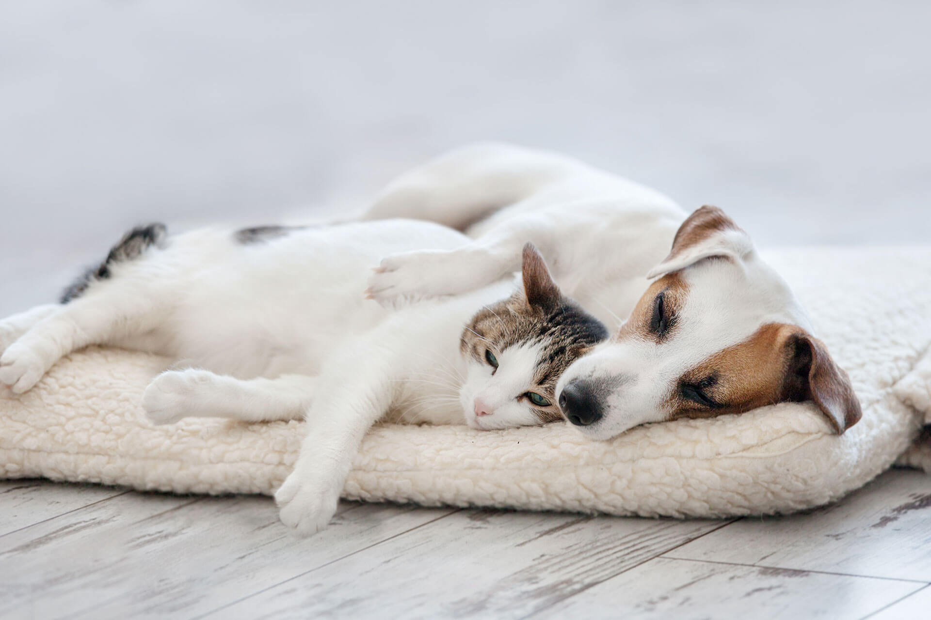 Why do dogs and cats not get along? Tractive