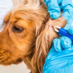 Zecken Hunde Schutz - die besten und einfachsten Hausmittel
