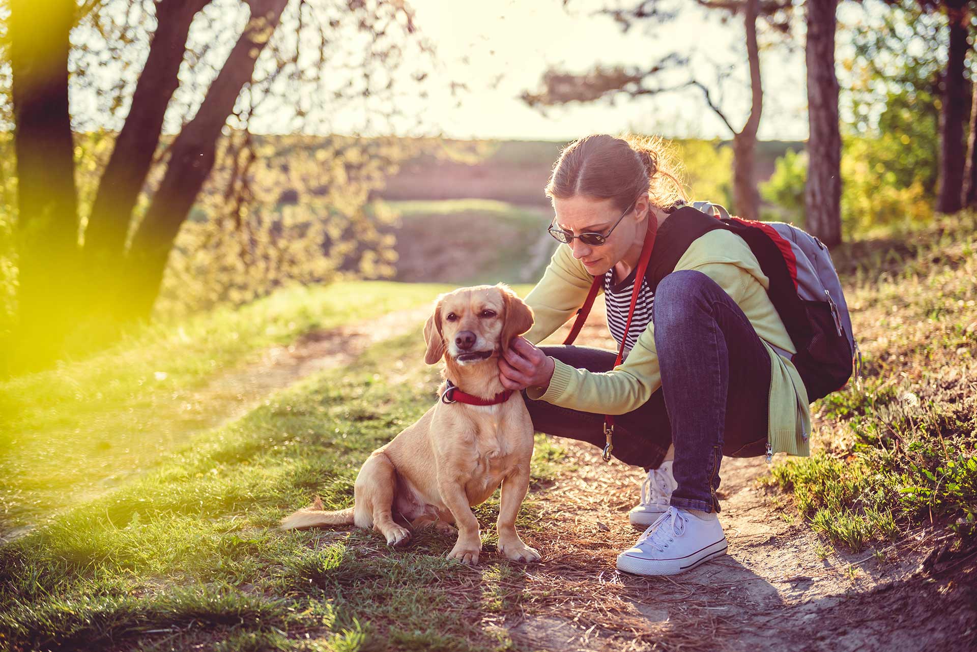 Zecken Hunde Schutz - untersuche deinen Hund auf Zecken nach jedem Spaziergang