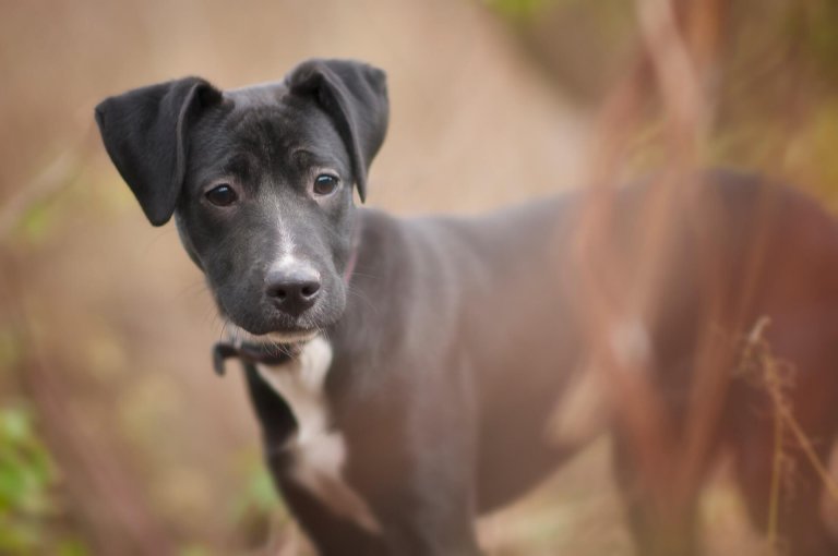 Hund bleibt nicht allein: So lernt er es! | Tractive