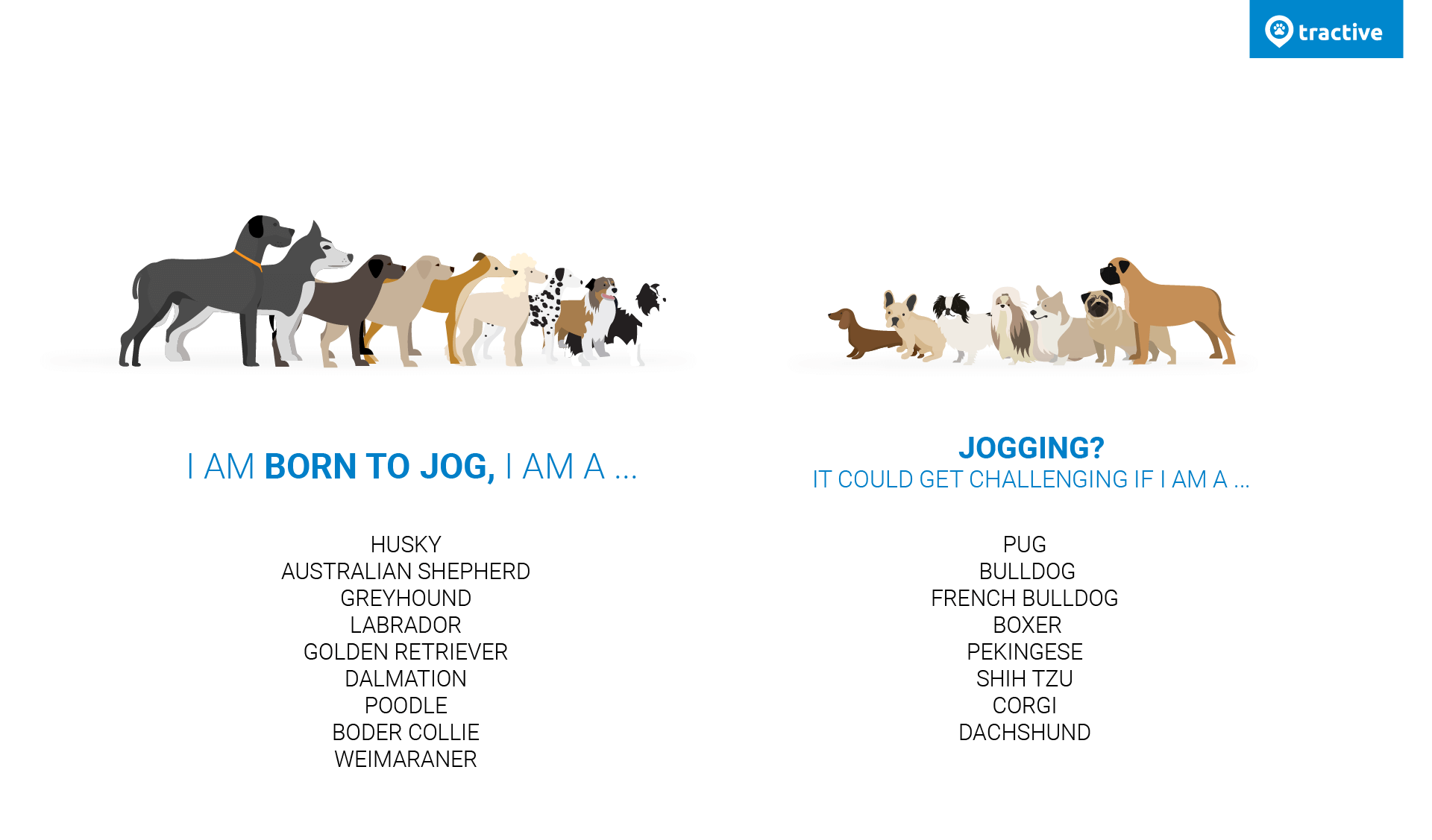 Running dog breed infographic - which dog breeds can run and which are better off not running