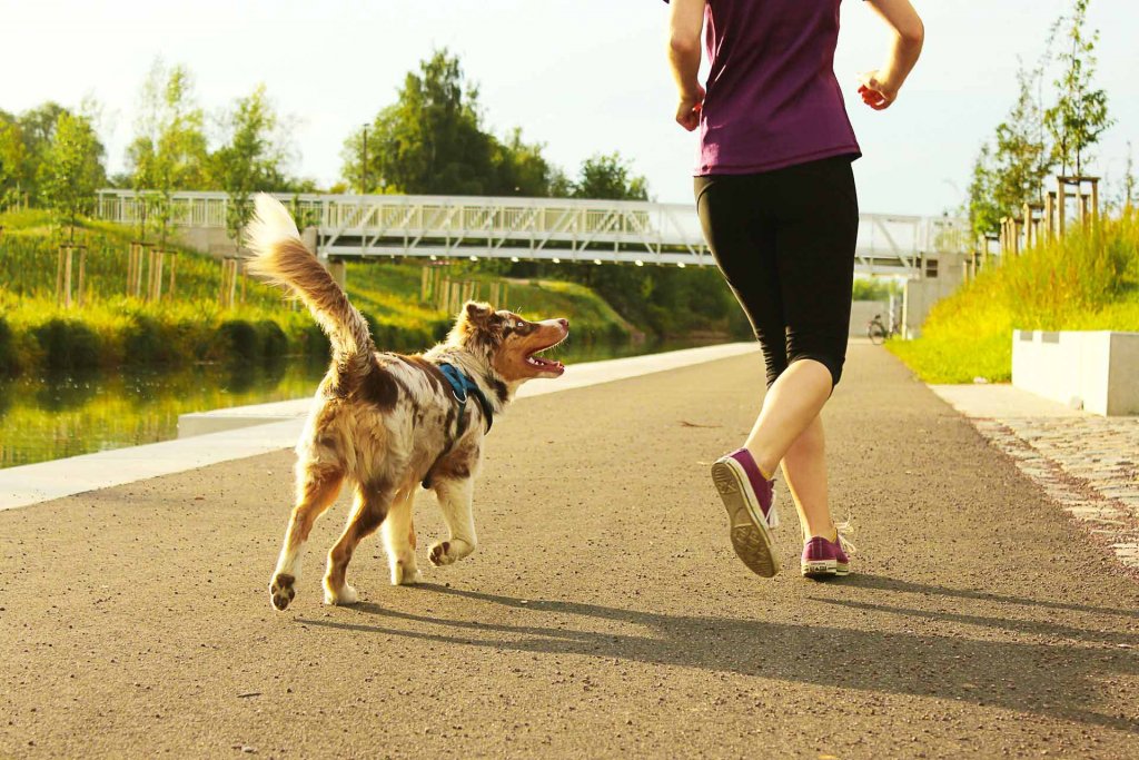 canine running