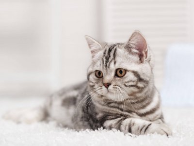 Katze pinkelt plötzlich in die Wohnung - Gründe und Massnahmen