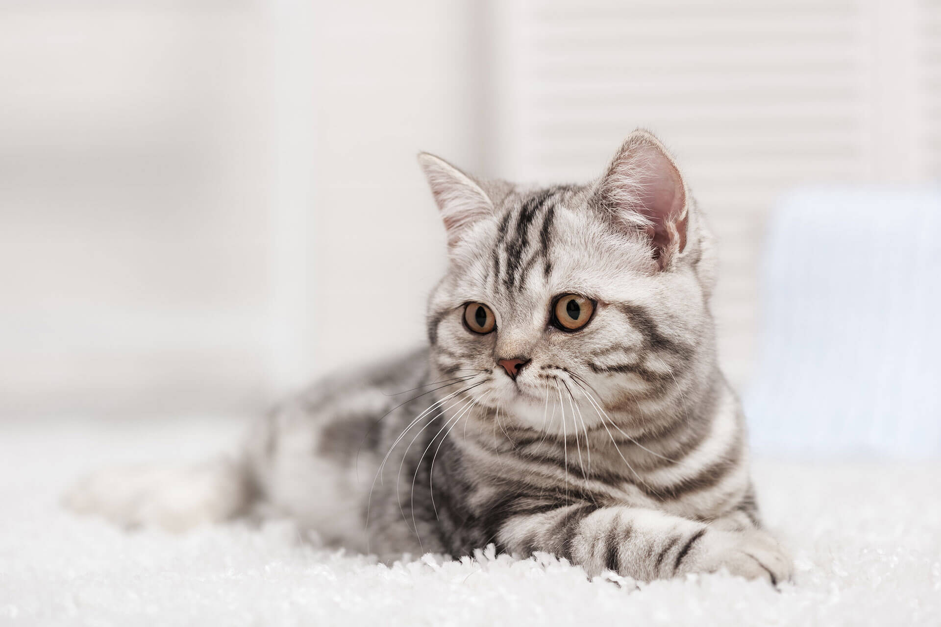 What To Do If Your New Kitten Is Peeing Outside The Litter Box