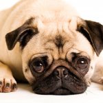 Überzüchtung Hund - die qualvollen Auswirkungen von überzüchteten Hunderassen