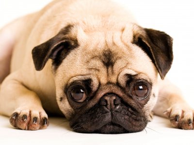 Überzüchtung Hund - die qualvollen Auswirkungen von überzüchteten Hunderassen