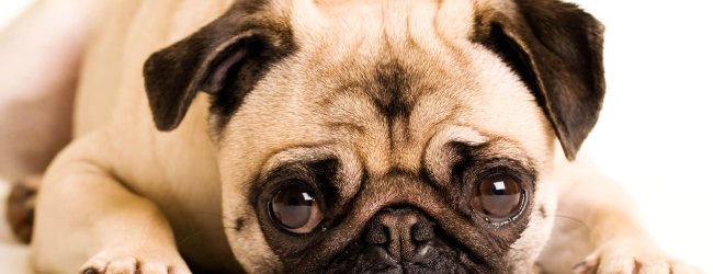 Überzüchtung Hund - die qualvollen Auswirkungen von überzüchteten Hunderassen