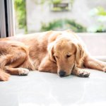 Hautkrebs bei Hunden - erfahre jetzt Symptome und Behandlungsmöglichkeiten