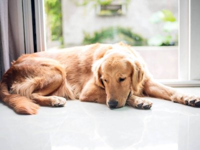 Hautkrebs bei Hunden - erfahre jetzt Symptome und Behandlungsmöglichkeiten