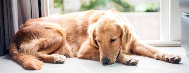 Hautkrebs bei Hunden - erfahre jetzt Symptome und Behandlungsmöglichkeiten
