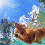 7 razas de perros que adoran el agua