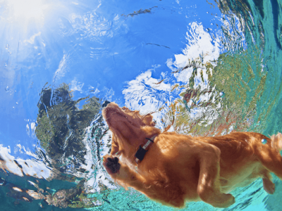 vista de perro nadando desde el fondo de agua, sol en el cielo