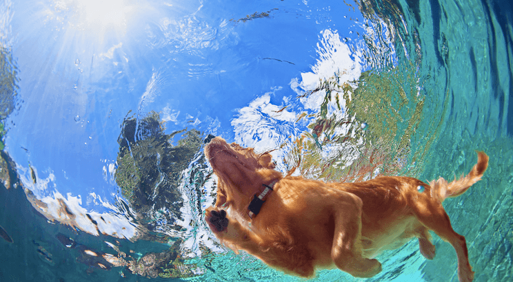 vista de perro nadando desde el fondo de agua, sol en el cielo