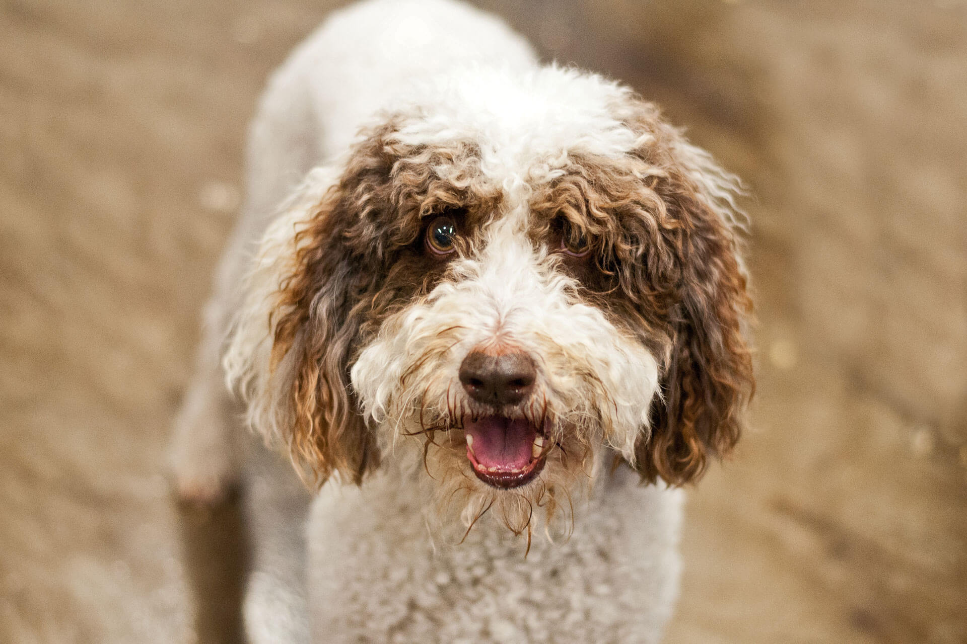 7 razas de perros que adoran el agua - Perro de agua español
