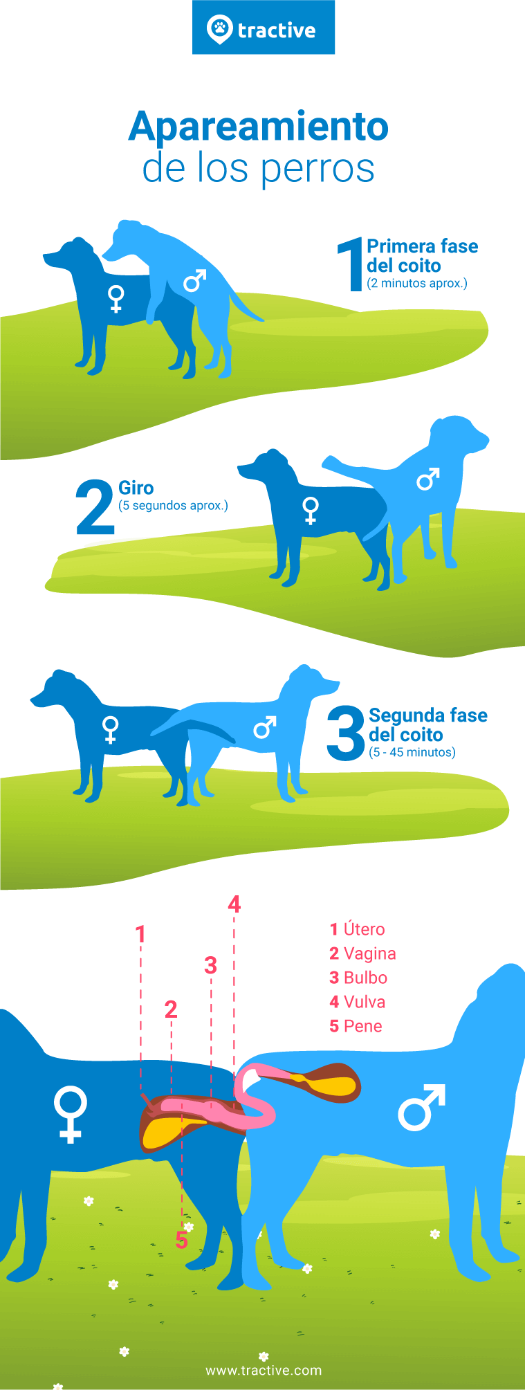 Perras en celo: ¿qué es todo lo que necesitas saber?