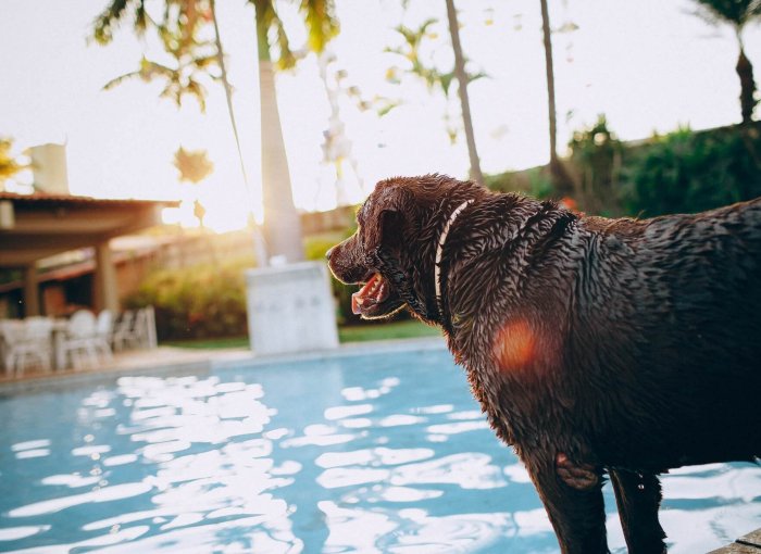 perro de agua negro mirando a una piscina