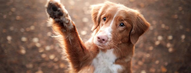 Die 6 besten Tipps für Hundetricks inkl. Anleitung für schwere Hundekommandos