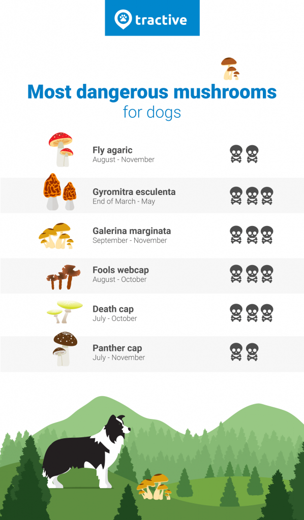 are dogs safe to eat mushrooms