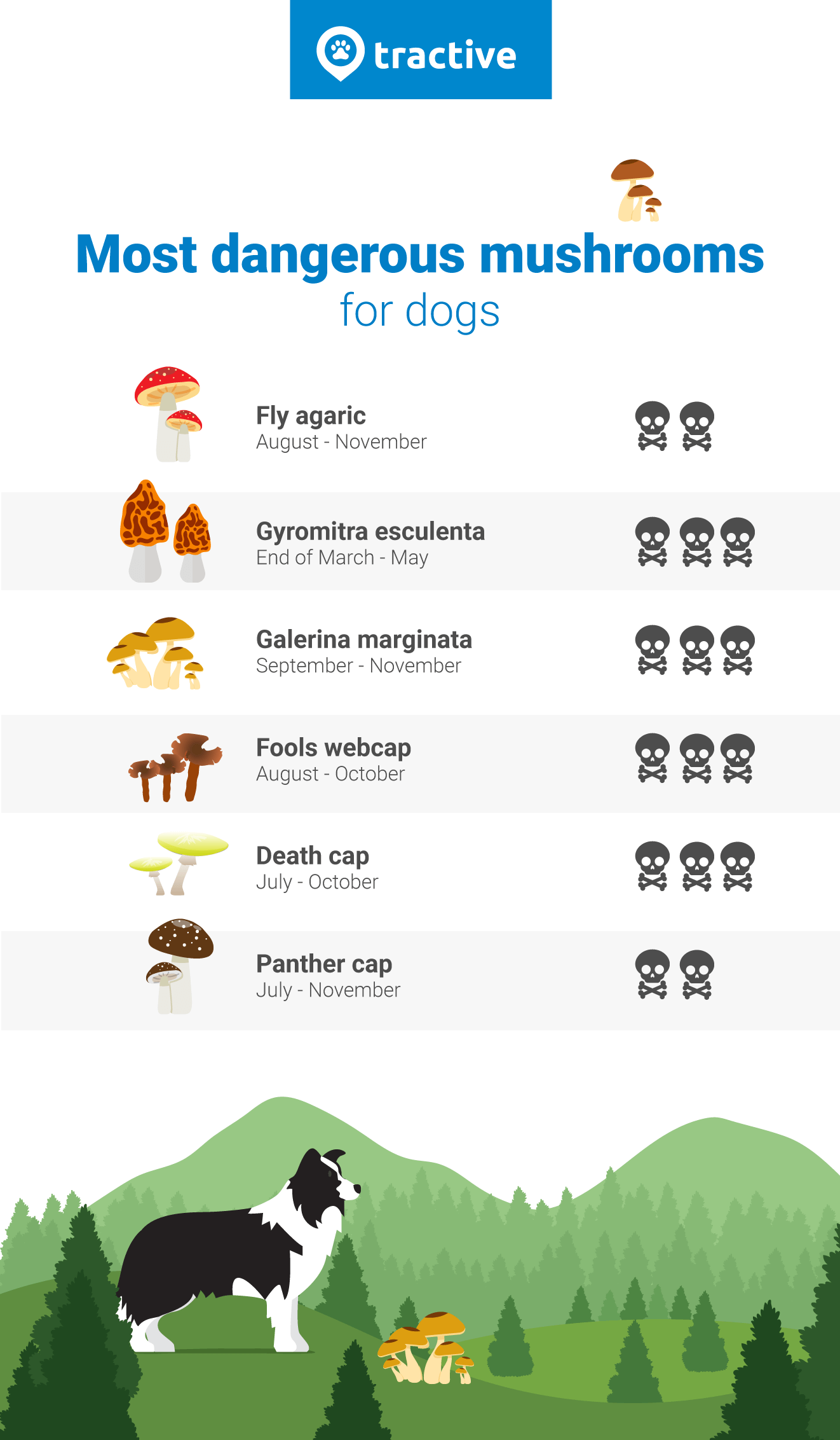 Infographic can dogs eat mushrooms? Most poisonous mushrooms for dogs 