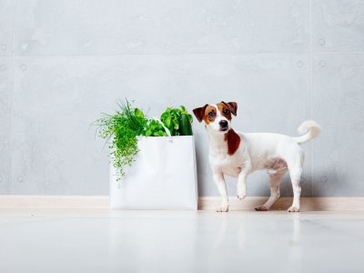 Hund vegan ernähren - Vorteile und Nachteile einer fleischlosen Ernährung