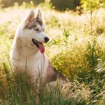 hundschutz-für-den-sommer