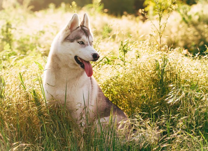 Hechelnder Hund sitzt bei Hitze in der Wiese