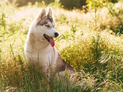 hond hijgt van de warmte in het gras