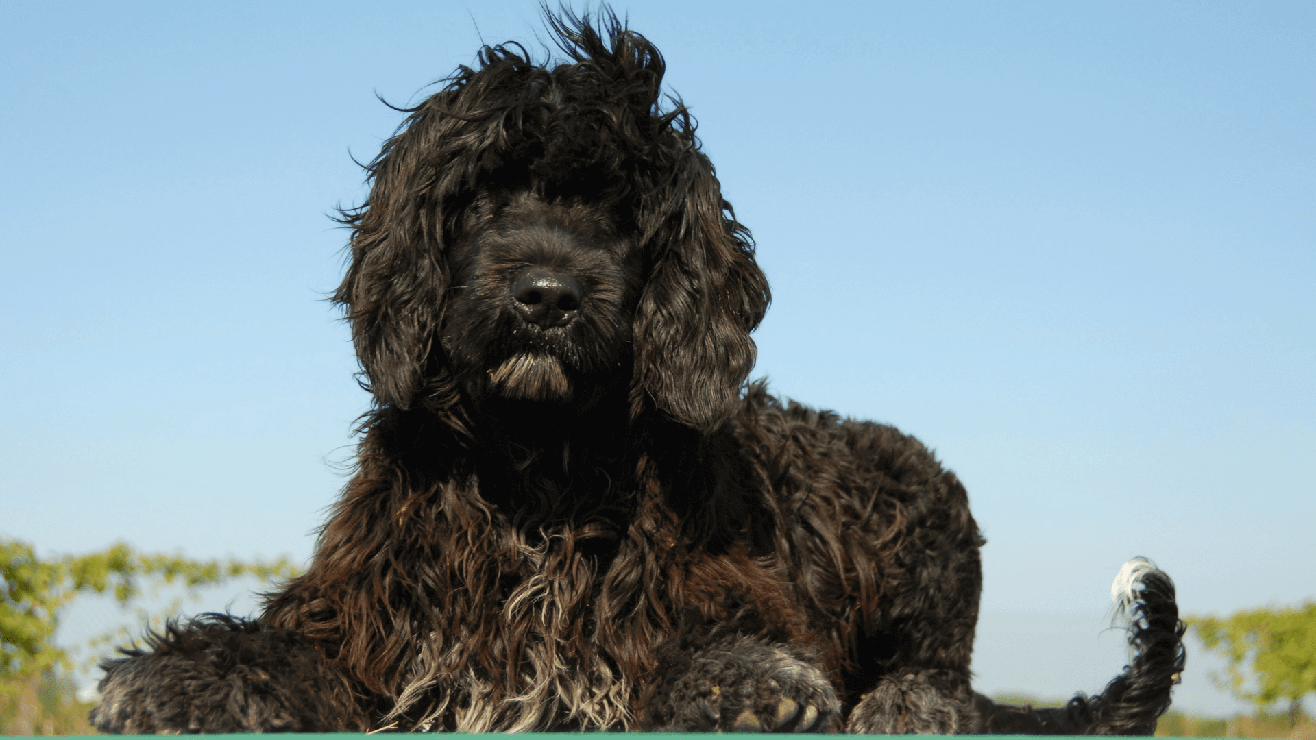7 razas de perros que adoran el agua - Perro de agua portugués