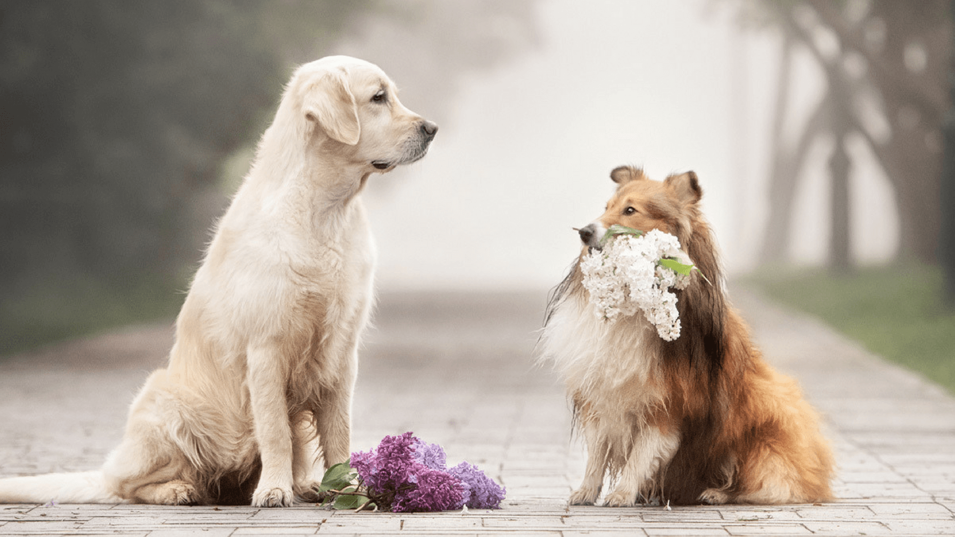 how do you photograph a dog in motion