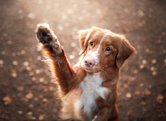 The best tips to learn your dog commands: a how-to guide