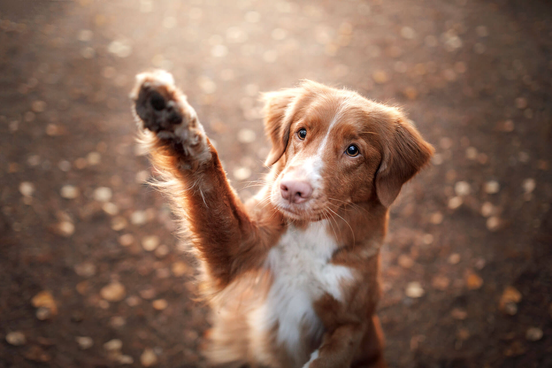 dog-commands-these-are-the-most-important-tricks-tractive