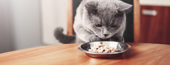 Graue Katze sitzt beim Tisch und verweigert ihr Futter