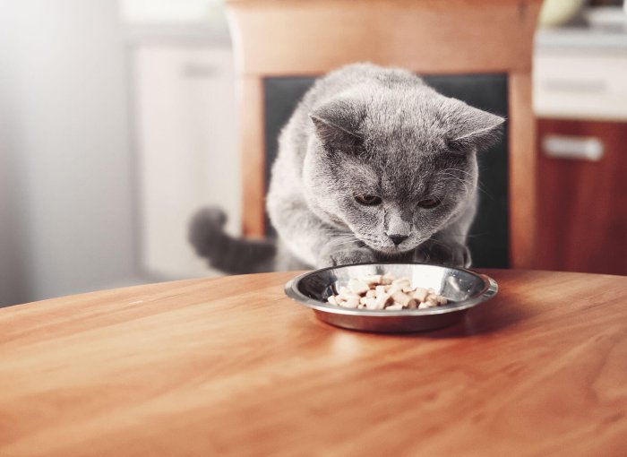 Graue Katze sitzt beim Tisch und verweigert ihr Futter