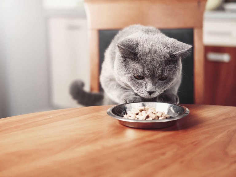Por qué mi gato no come? Descubre las causas Tractive